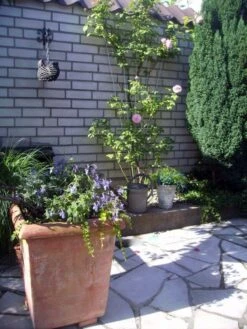 Nature Klimplantrek V-Vorm Metaal Grijs 145 X 5/75 Cm 7 Nature Klimplantrek V-Vorm Metaal Grijs 145 X 5/75 Cm -Tuingereedschap Winkel 55e32628dc0efaf7479ea70597b62115