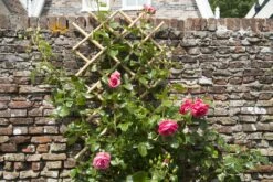 Nature Klimplantrek Bamboe 100x200cm 8 Nature Klimplantrek Bamboe 100x200cm -Tuingereedschap Winkel 8711338407226 3