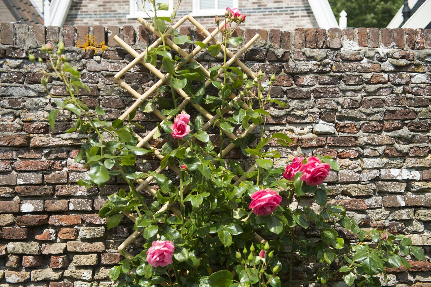 Nature Klimplantrek Bamboe 100x200cm 5 Nature Klimplantrek Bamboe 100x200cm - Afbeelding 3