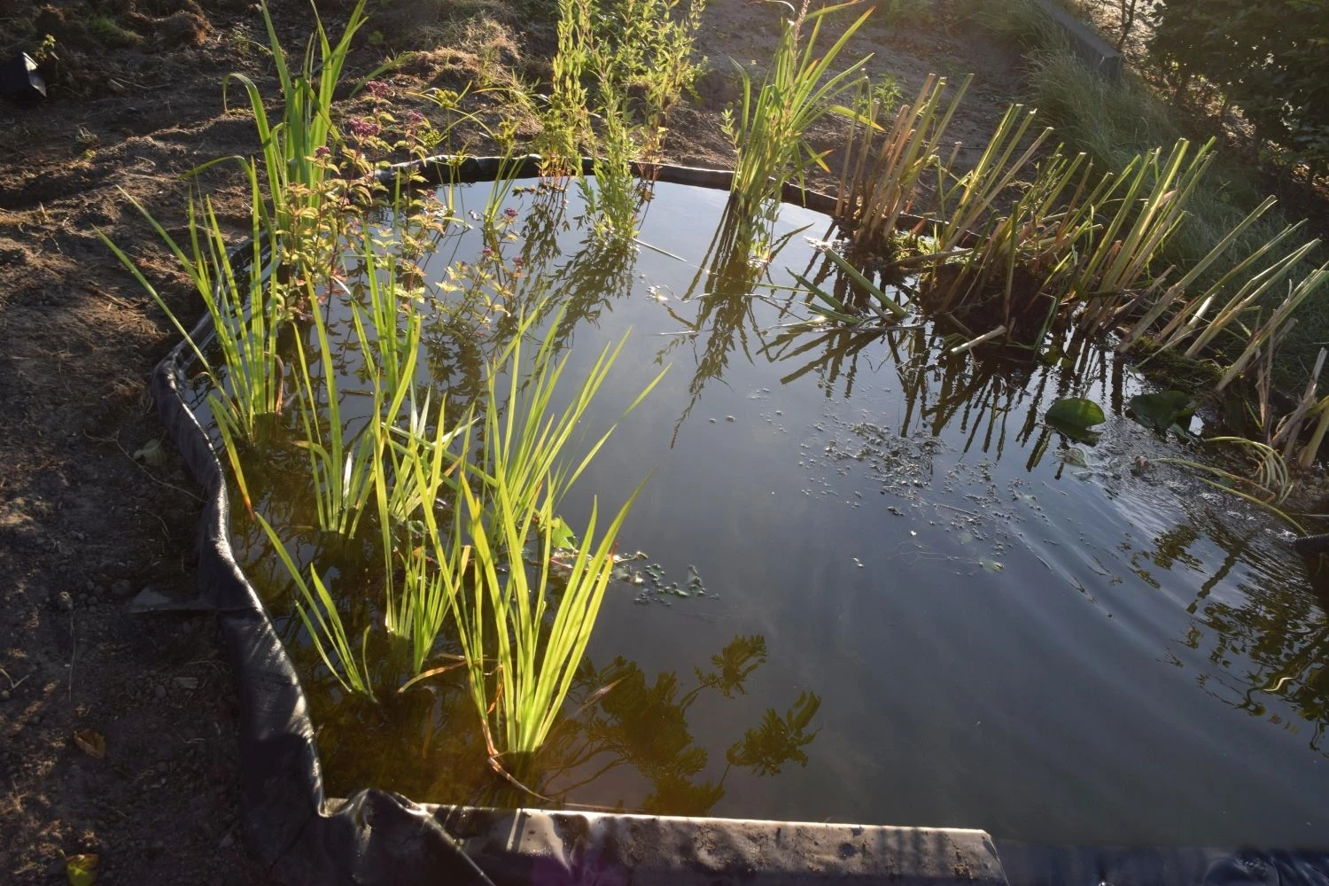 Nature Borderrand Zwart 7mm H19cm X 15m 7 Nature Borderrand Zwart 7mm H19cm X 15m - Afbeelding 5