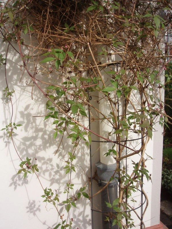 Nature Klimplantrek Halfrond Metaal Groen 145 X 18 Cm 4 Nature Klimplantrek Halfrond Metaal Groen 145 X 18 Cm - Afbeelding 2